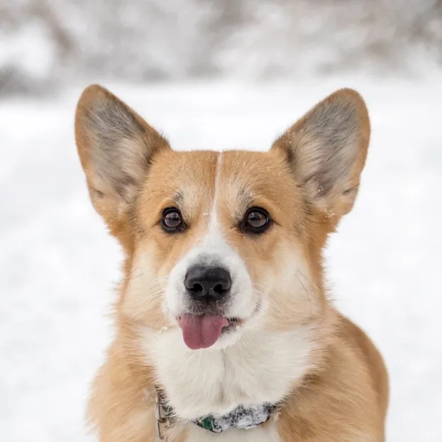 Hodowla „Lords of Nidavellir”