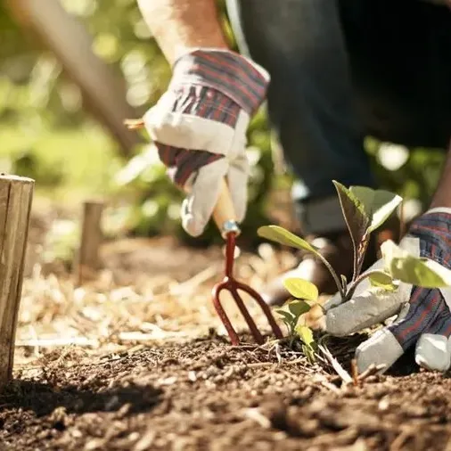 Gardening.tips6688