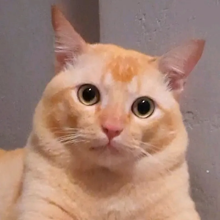 บ้านแมวตลก