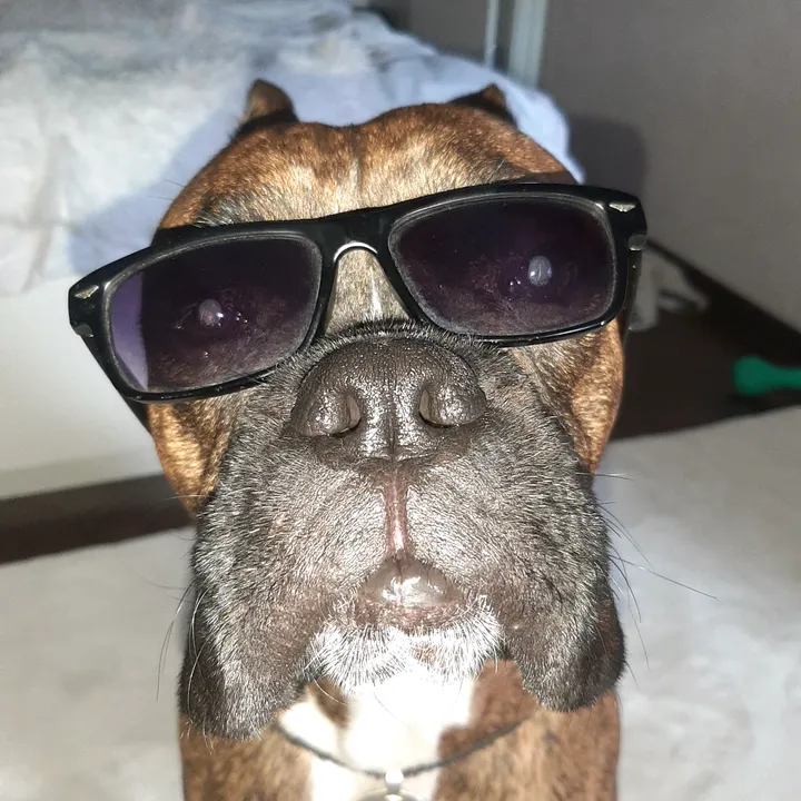 (Boxer_Hector)