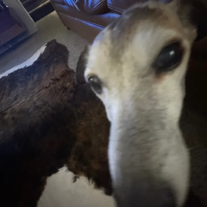 maggie