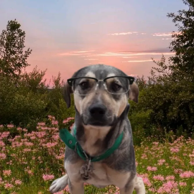 perrito motivador (P∆iN)