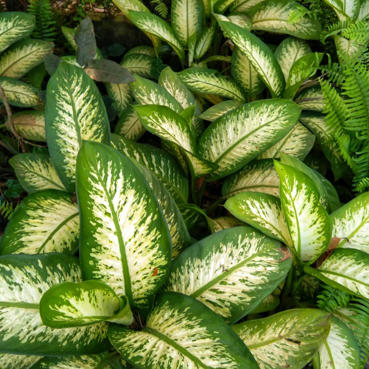 Sako nursery