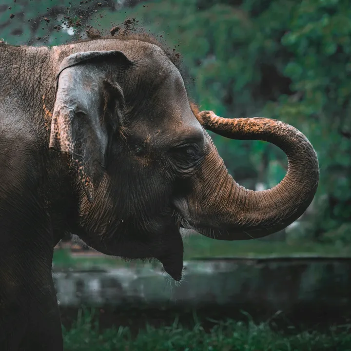 Wild Animals.Lifestyle