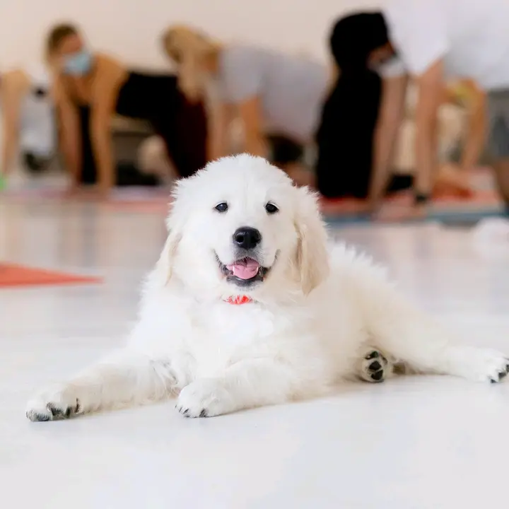 petsyoga