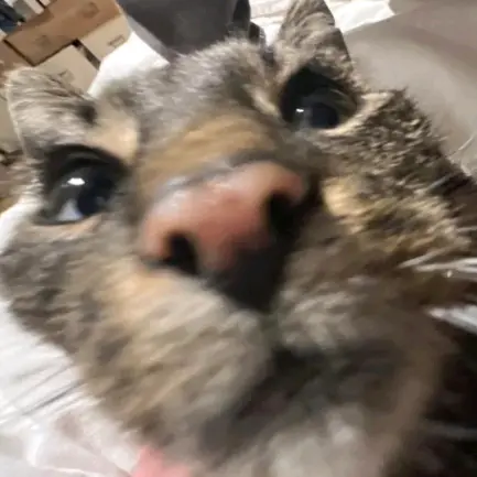 🦆𝕾𝕰𝕽𝕮𝕾🦆