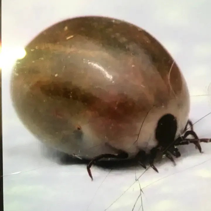 ticks79