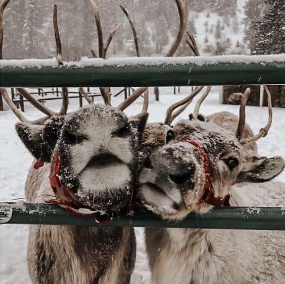 ❄️~𝐓𝐨𝐜𝐚 𝐬𝐭𝐨𝐫𝐲𝐬~🎄