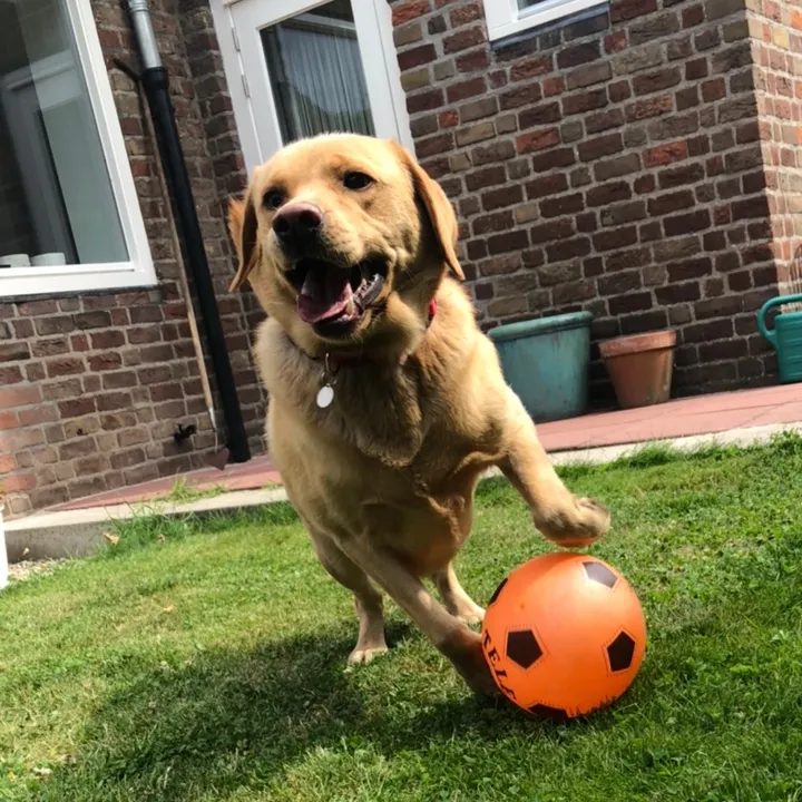 Max🐶