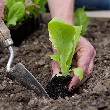 gardening.tips