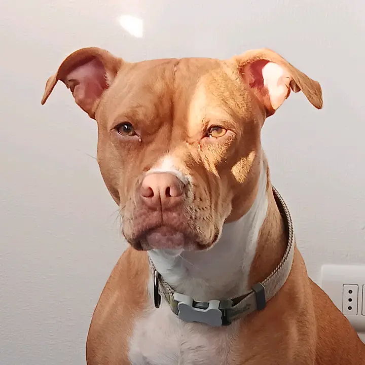 EmmaThePitty