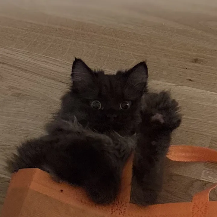Koda 🐻