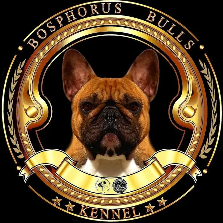 Bosphorus Bulls French Bulldog