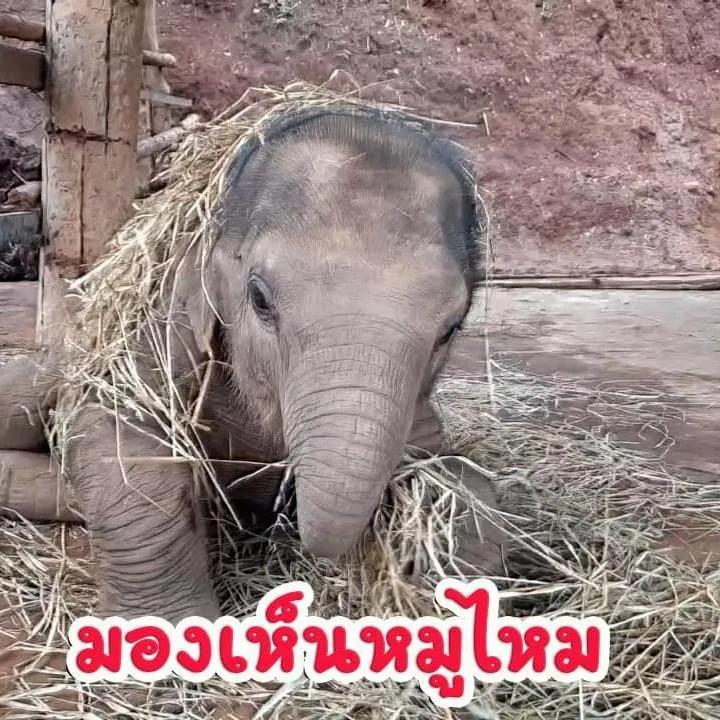 Story ช้างไทย