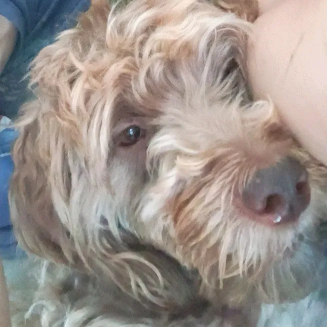 VILKY ♥️🐕🪐🇦🇷🪐
