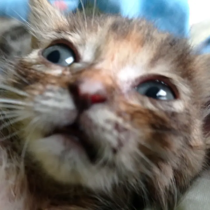✿