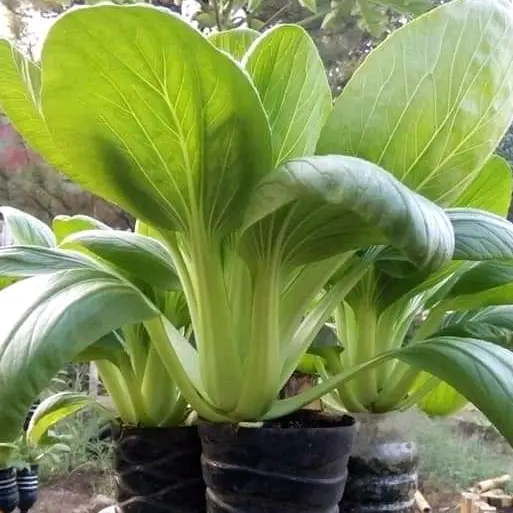 Video Berkebun