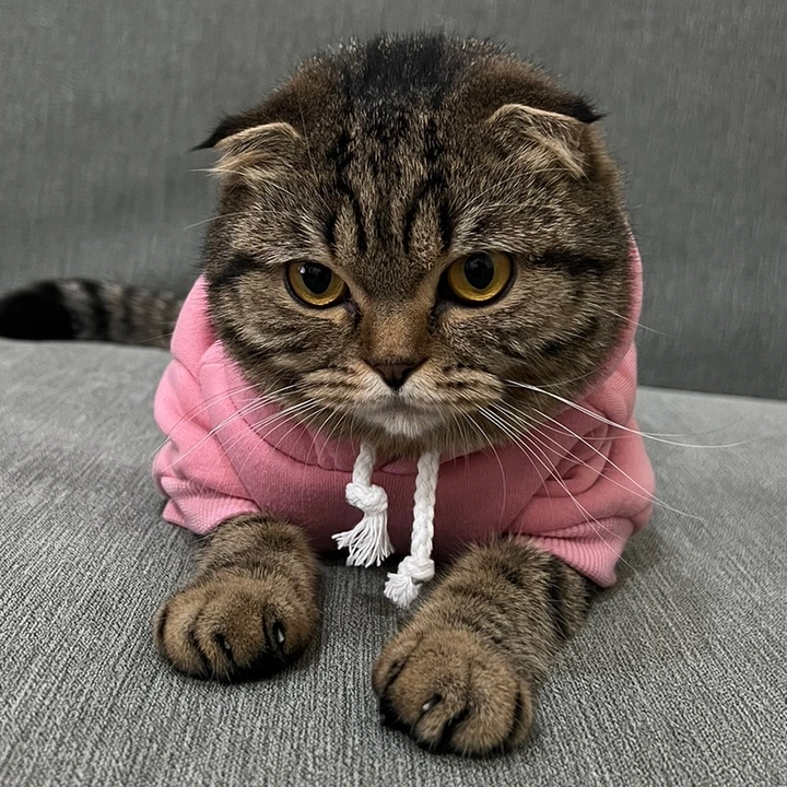 Role Meowdels of the Universe