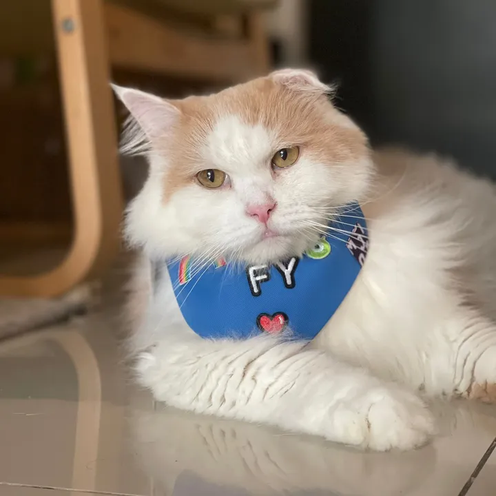 Fluffy anak dedi 🐈