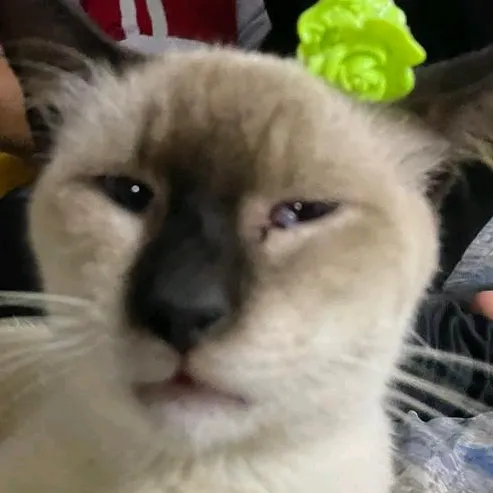 ᘏMarulᘎ