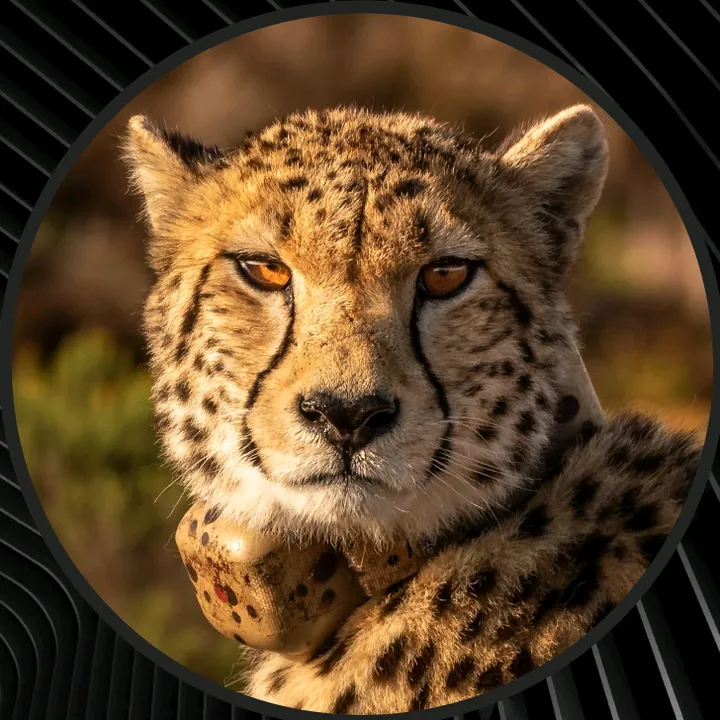 Tour the wild