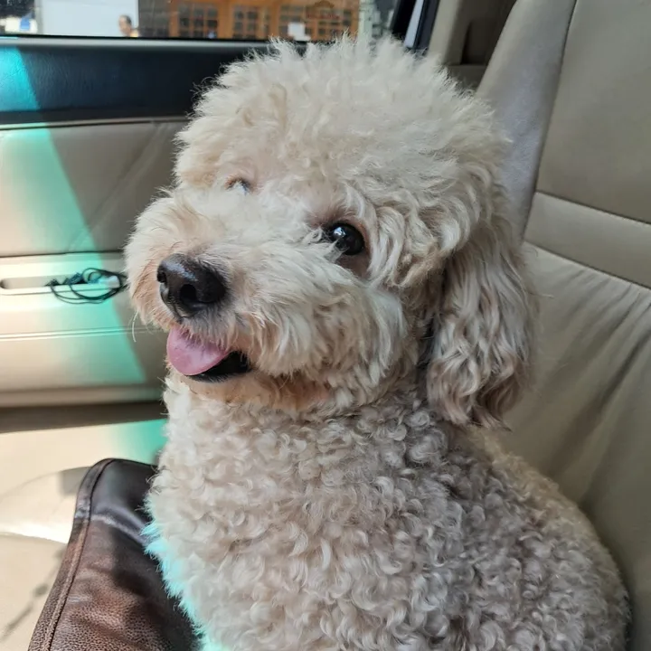 Luffyminimart🐶