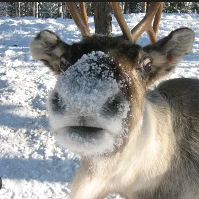 christmas_lover