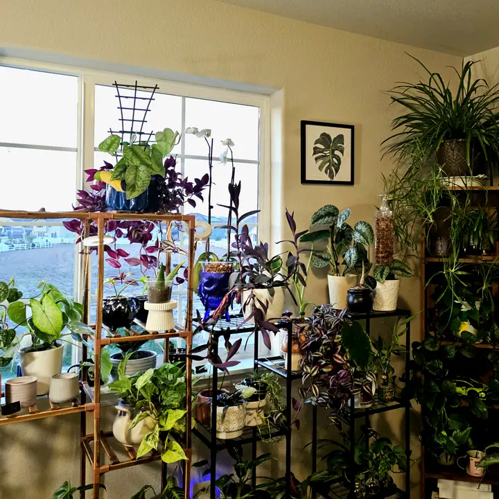 Patronusplantroom