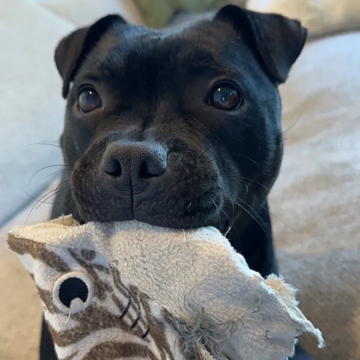 bella.the.staffy