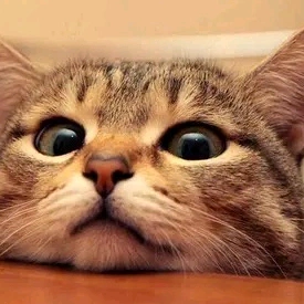 Meyawoooo official🐈