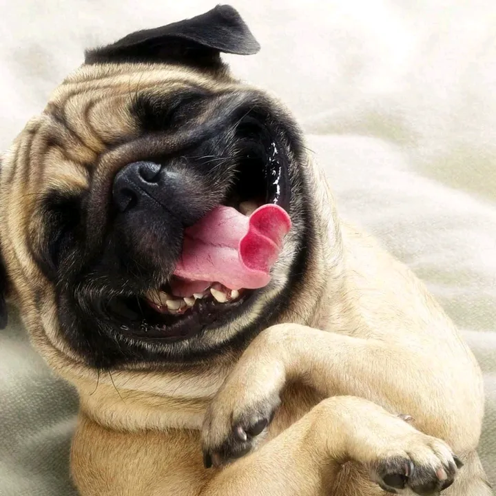 DoggoDiaries