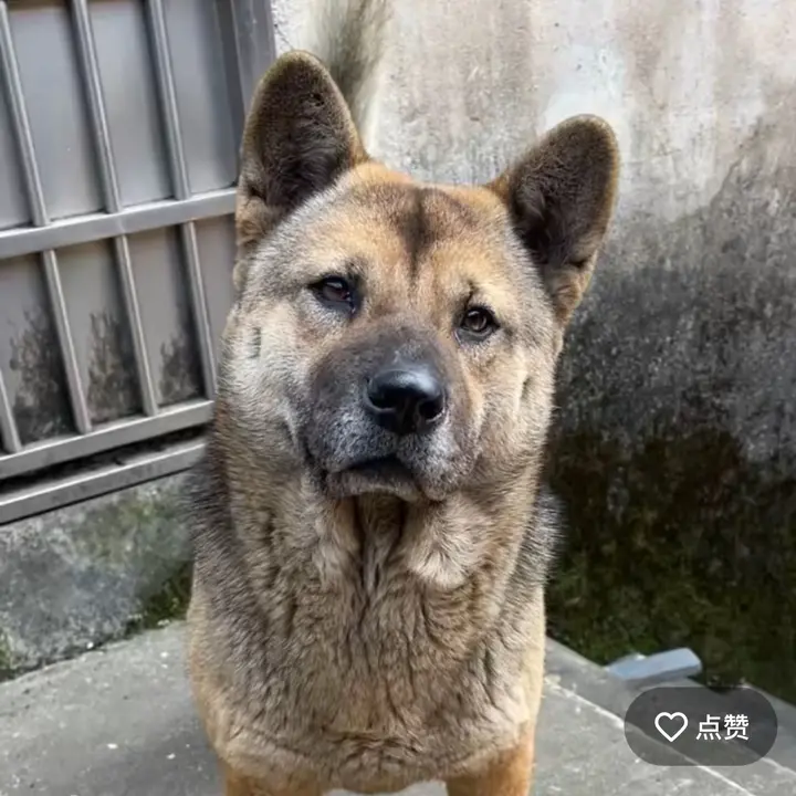 Dog_baby🐩