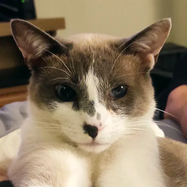 Aiko