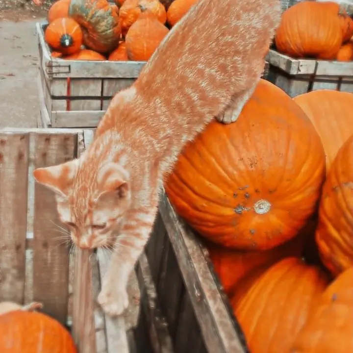 🍂🐈‍⬛🕸️
