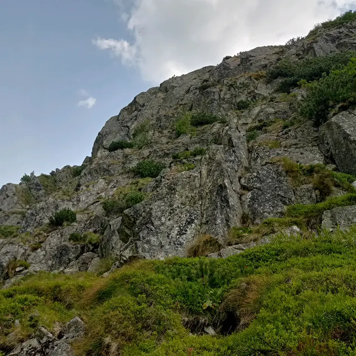 Kaczka