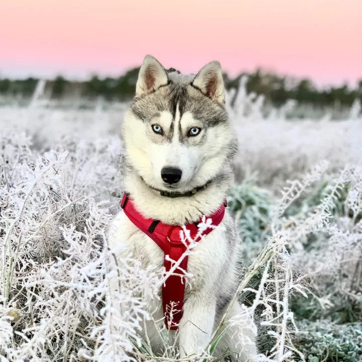 Lumi-Loup‘s Life🐾