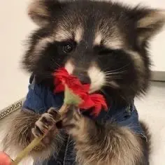 VIC