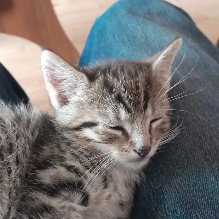 Marti