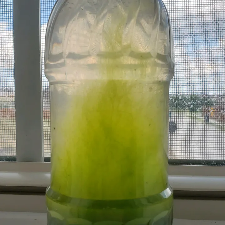 A_Bottle_Of_Life