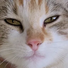 Mistercat