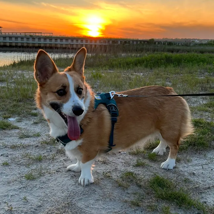 charlotte the corgi