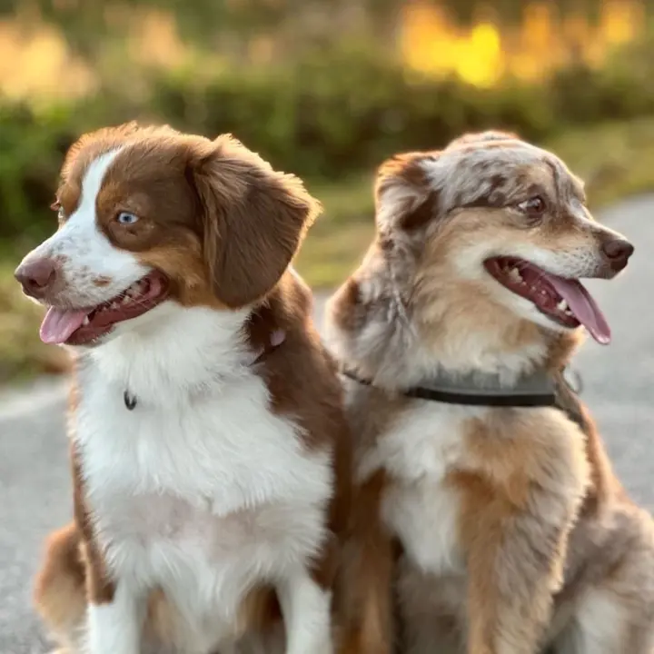 Aussie Shepherd Connection