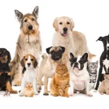 Funnypetttttts🥰