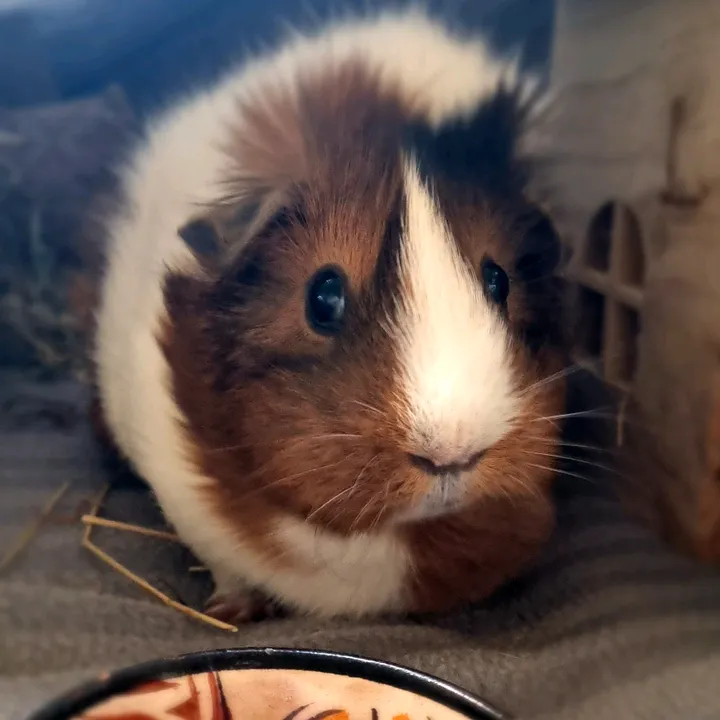 Smulan ( Little Crumble )