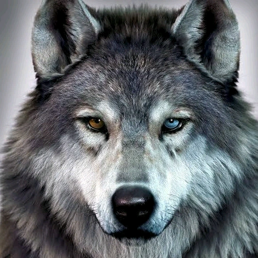 Ⓜ️⚡🐺OSTA🐺⚡☢️