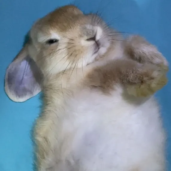 July the rabbit