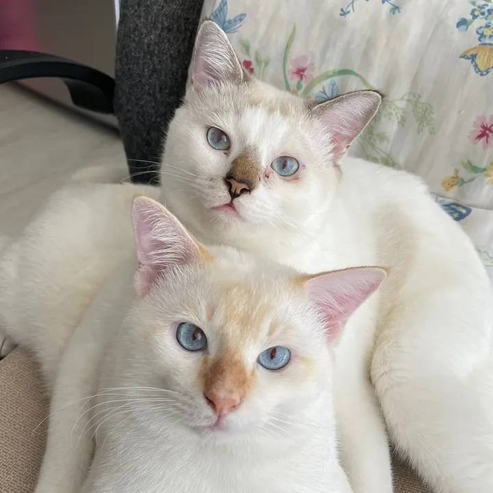 susuboba | Kucing Kembar Siam