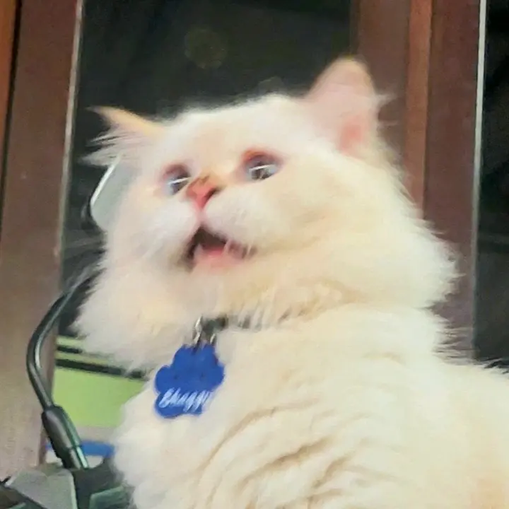 kucing pick me putih