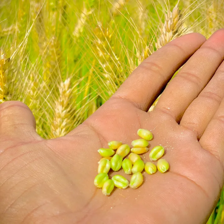 پنڈاں ۔آلے۔✌️🌱