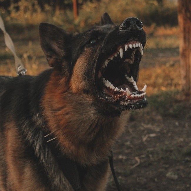 𝐏𝐫𝐚𝐝𝐚.𝐤𝟗 🇵🇱†